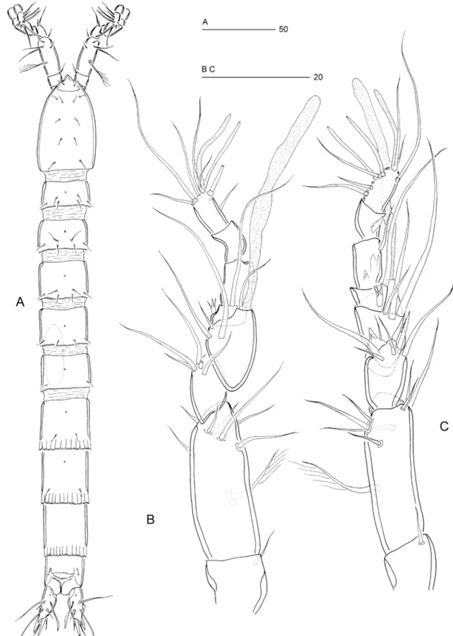 Figure 5. Arenopontia nesaie Cottarelli, 1975 ( 씹). A, habitus, dorsal view. B, antennule, ventral view