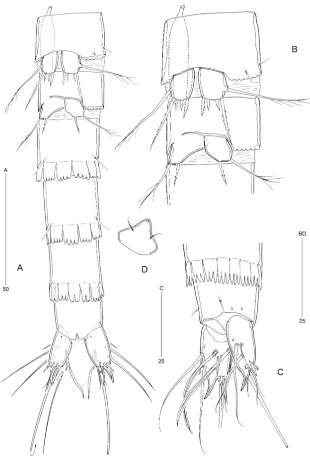 Figure 6. Psammoleptastacus arenaridus Pennak, 1942a ( 씹). A, urosome, ventral view. B, P5 and P6, ventral view.
