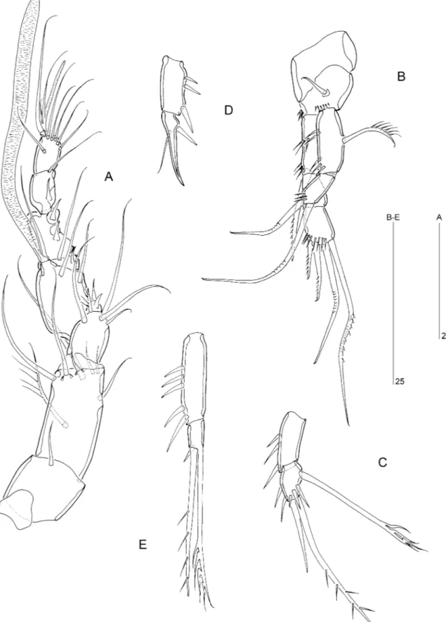 Figure 7. Psammoleptastacus arenaridus Pennak, 1942a ( 씹). A, antennule, ventral view