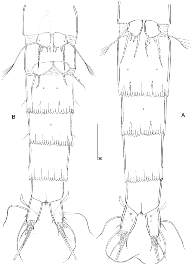 Figure 9. Psammoleptastacus barani sp. nov. A, urosome 씸, ventral view. B, urosome 씹, ventral view.