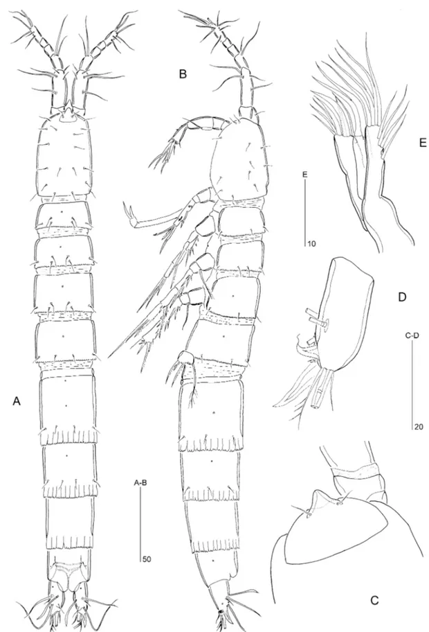 Figure 1. Arenopontia nesaie Cottarelli, 1975 ( 씸). A, habitus, dorsal view. B, habitus, lateral view