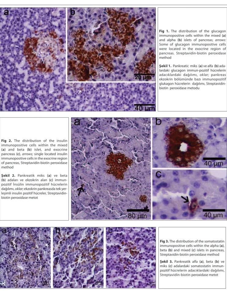 Fig 1. The distribution of the glucagon  immunopositive cells within the mixed (a)  and alpha (b) islets of pancreas; arrows: 