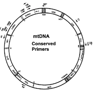 Şekil 1 Böcek mitokondriyal DNA’sının şematik gösterimi [45] .