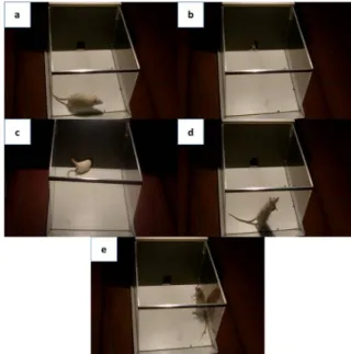 Figure 1: Procedures for light/dark box test. (a): Light  zone  time;  (b):  Dark  zone  time;  (c):  Light/dark  zone  entrance;  (d):    Supporting  rearing;  and  (e):   Non-supporting rearing 