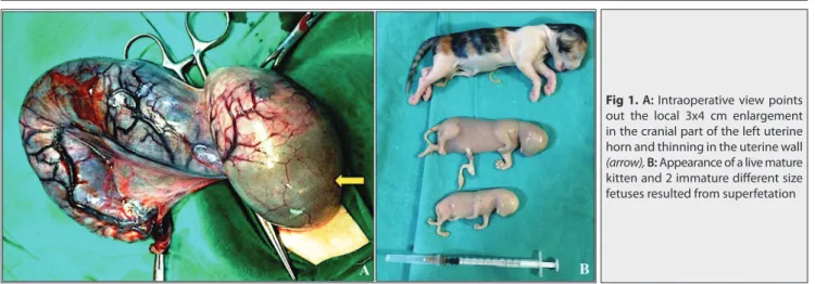 Fig 1. A: Intraoperative view points  out the local 3x4 cm enlargement  in the cranial part of the left uterine  horn and thinning in the uterine wall (arrow), B: Appearance of a live mature  kitten and 2 immature diff erent size  fetuses resulted from sup