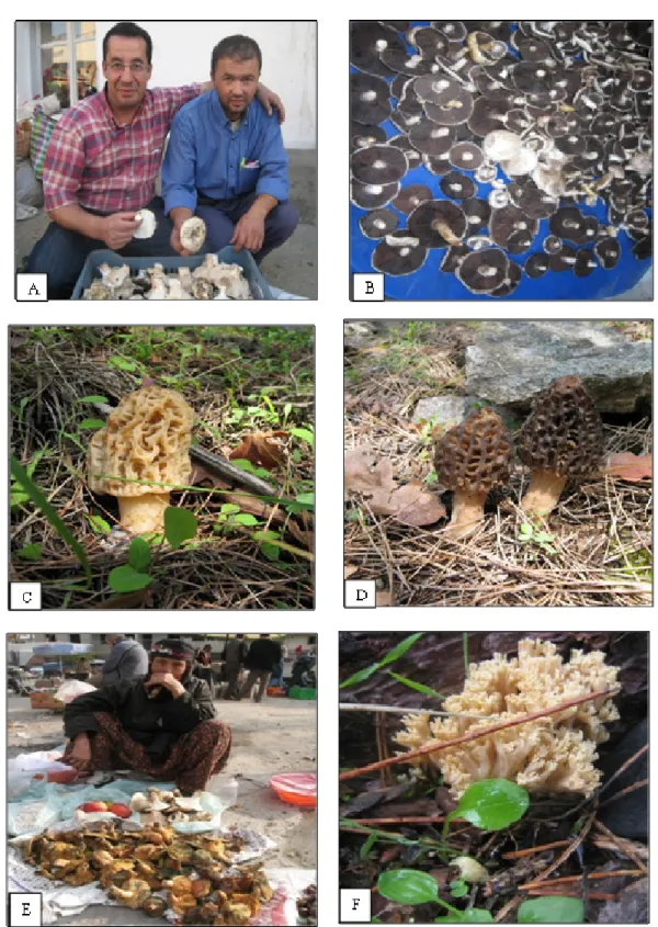 Figure 2. Photos of edible macrofungi of Edremit Gulf. A, Russula delica; B, Agaricus campestris; C,  Morchella vulgaris; D, Morchella elata; E, Lactarius deliciosus; F, Ramaria aurea