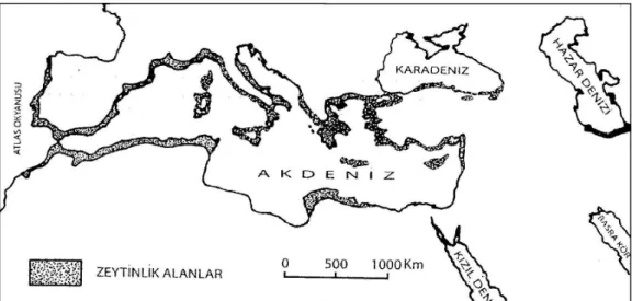 Şekil 1.1 Akdeniz Havzası’nda zeytin sahalarının dağılışı [2]. 