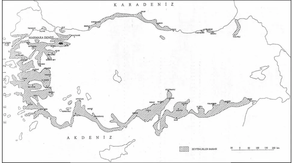 Şekil 1.2 Türkiye’de zeytinliklerin dağılışı (Yücel, 1990) [2]. 