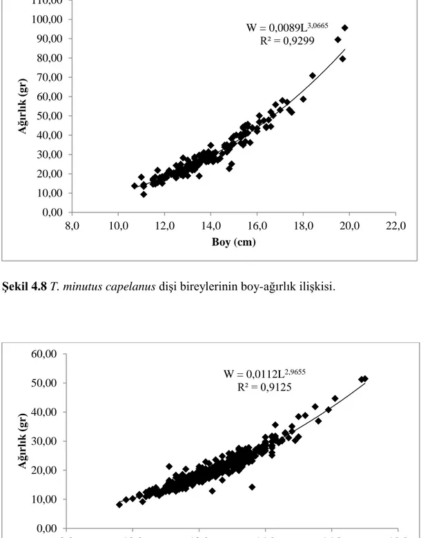 Şekil 4.8 T. minutus capelanus dişi bireylerinin boy-ağırlık ilişkisi. 