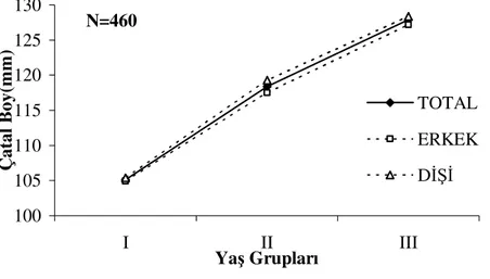Şekil 4.13. E. encrasicolus bireylerinin yaşa bağlı ortalama çatal boyları 