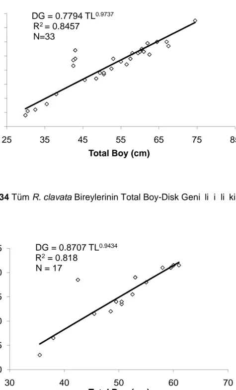 Şekil 4.34 Tüm R. clavata Bireylerinin Total Boy-Disk Genişliği İlişkisi