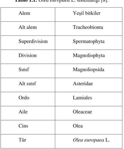 Tablo 1.1: Olea europaea L. sistematiği [8]. 