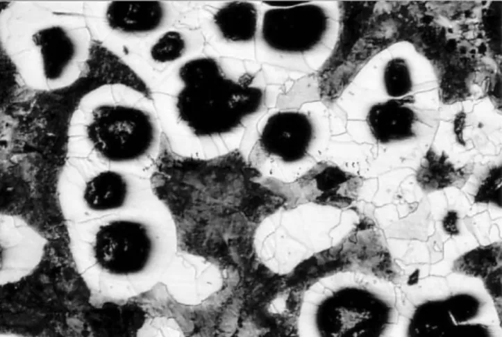 Fig. 3. Microstructure of cast-ductile iron (50·).