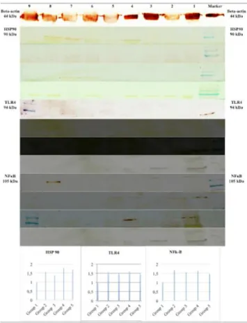 Figure  2.  The  expression  values  of  HSP90,  TLR4  and  NFκB  proteins between the groups