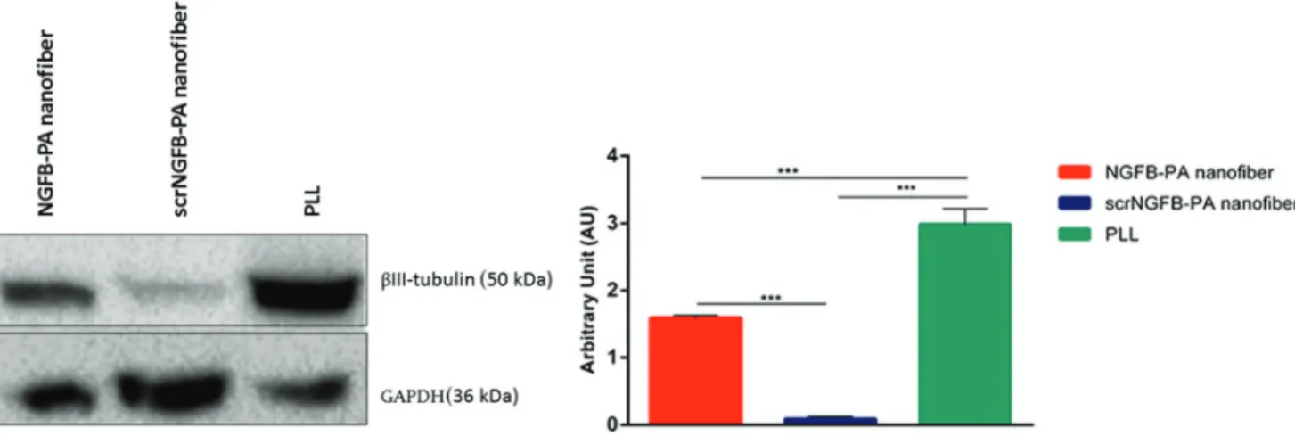 Fig. 7 NGF-induced pERK1/2 levels are enhanced in PC-12 cells cultured on the NGFB-PA nano ﬁber
