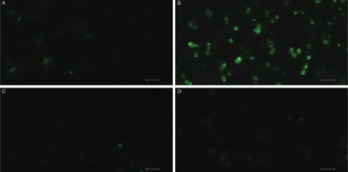 Fig. 5 Singlet oxygen generation by endoperoxide 1 under normoxic and hypoxic conditions in vitro was analysed using DCFH 2 -DA in HeLa cells.