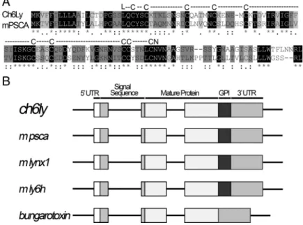 Figure 2. Ch6Ly is psca. A, The amino acid sequence of ch6Ly was used to search NCBI and Ensembl databases and found to have the most significant match to mouse psca