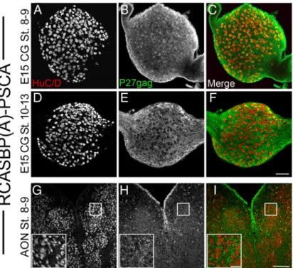Figure 7. Premature expression of chPSCA at E8 rescues choroid neurons from dying. Serially sectioned E14 ciliary ganglia infected with RCASBP(A)-PSCA at St