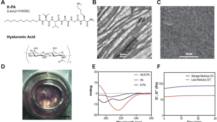 Fig. 1. Chemical and structural characterizations of hybrid nanofiber membranes; (A) Chemical structures of peptide amphiphile molecule and hyaluronic acid; (B) STEM image of hybrid nanofiber membrane (HA/K-PA), scale bar = 50 nm; (C) SEM image of hybrid n