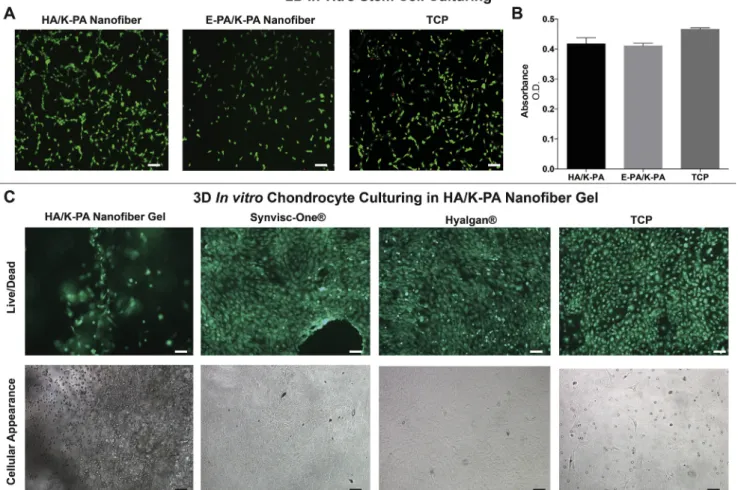 Fig. 2. 2D and 3D in vitro cell culturing analyses; (A) Live/Dead analyses of mesenchymal stem cells cultured on hybrid nanofiber membranes and on uncoated tissue culture plate (TCP), scale bar = 100 mm; (B) Viability analyses of MSCs by Alamar Blue assay;