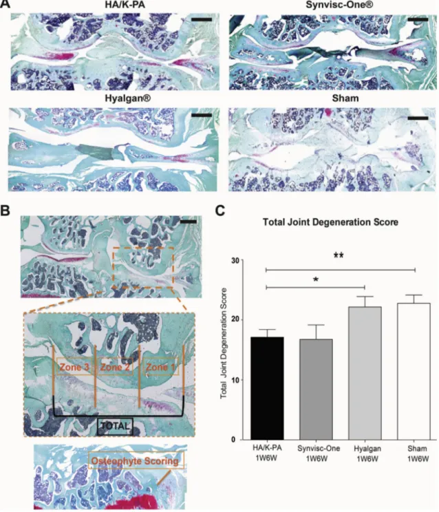 Fig. 3. Immunohistochemical analyses of hyaline cartilage analyses through OARSI total joint scoring for early OA groups (1W/6W) (A) Safranin-O/Fast Green/Hematoxylin stainings of tissues for early OA groups (1W/6W); (B) Corresponding OARSI scoring for ass