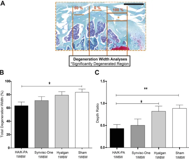 Fig. 4. Immunohistochemical analyses of hyaline cartilage of early OA groups (1W/6W) through evaluation of decrease in total degeneration width and lesion depths (A) Analyses methods for degeneration width and zonal depth ratio of lesions across three zone