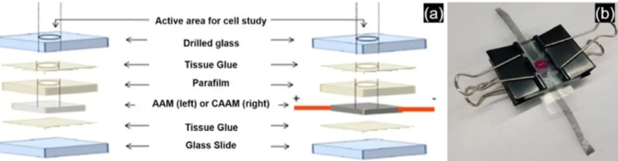 Fig. 4. SEM micrographs of PC 12 cells on 100 nm AAM (a), 100 nm CAAM-E (b), 250 nm AAM (c), and 250 nm CAAM-E (d)
