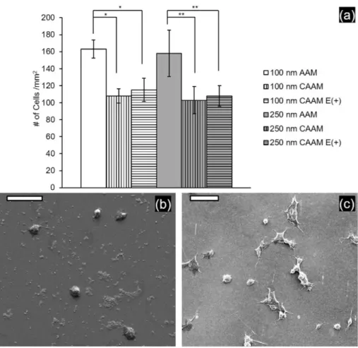 Fig. 5. Bar graphs showing the comparison of adhered cell densities on the 6 substrate groups (a), and representative SEM pictures showing the poor PC 12 cell adhesion and extensive cell debris on ﬂat alumina (b) compared to 100 nm AAM (c)