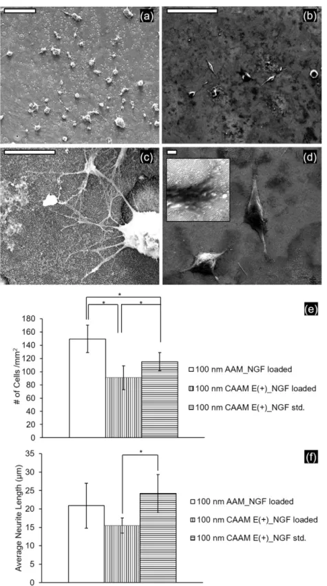 Fig. 8. Low and high magniﬁcation SEM micrographs of PC 12 cells on 20 ng NGF loaded AAM (a, c) and CAAM (b, d) substrates, respectively