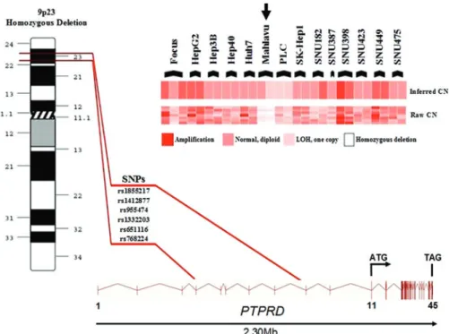 FIG. 1. Homozygous deletion in Mahlavu cell line revealed by the SNP array is located in 5¢UTR region of PTPRD gene, between exon 4–exon 9