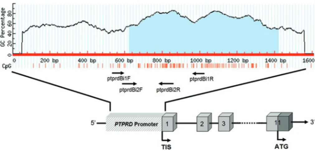 FIG. 7. Methylation analysis of PTPRD promoter region by COBRA. Photograph is representative of COBRA method results