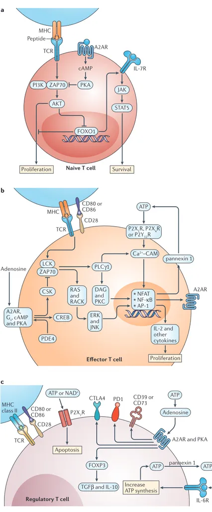 Figure 2 | Purinergic signalling in T cells. a | In naive T cells,  low-strength T cell receptor (TCR) activation stimulates  proliferation but strong activation causes apoptosis owing to  a reduction in the expression of interleukin-7 receptors  (IL-7Rs) 