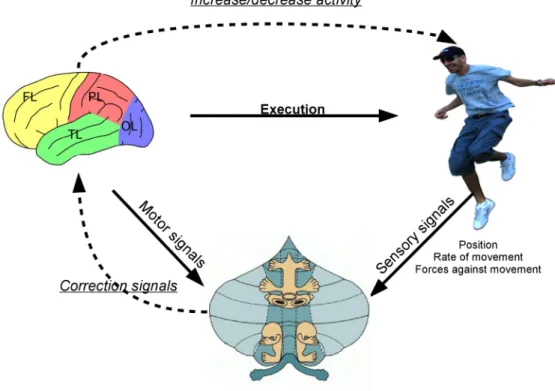 Figure 1.5: Adjustment of motor system. (The picture of the cerebellum in this