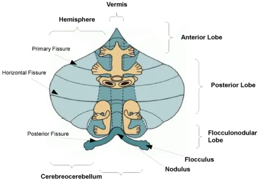 Figure 1.6: Functional and anatomical parts of the cerebellum. (The picture of cerebellum in this gure is taken and modied from Purves et