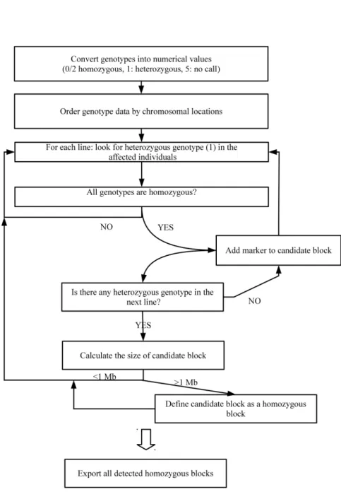 Figure 2.2: Homozygosity mapping algorithm. A Perl script was developed to detect shared homozygous regions in aected individuals.