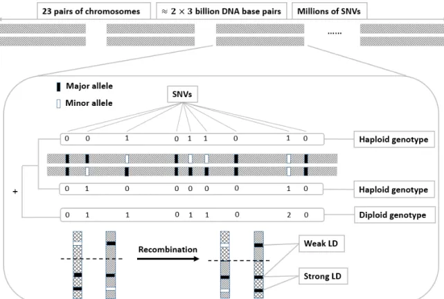 Fig. 1: Genomic background. Each of human’s 23 pairs of chromosomes contains a large amount of genetic information, including millions of Single Nucleotide Variants (SNVs), the most common genetic variation