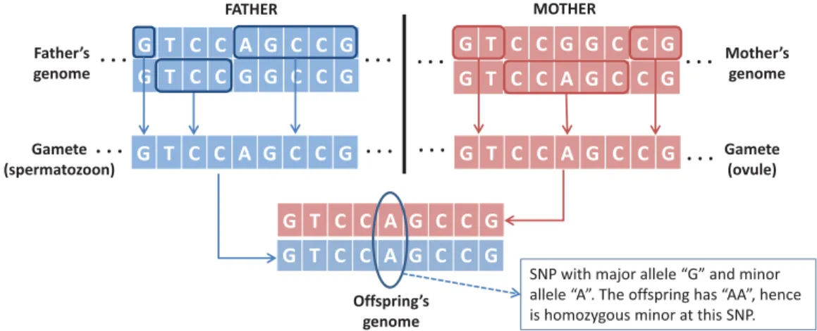 Fig. 1. Reproduction and SNP. Each parent produces gametes that are derived from one’s genome