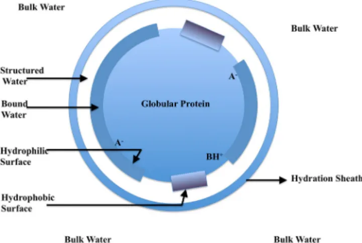 Figure 2. A schematic representation of bound, structured and bulk water compartments on a globular protein in a dilute solution