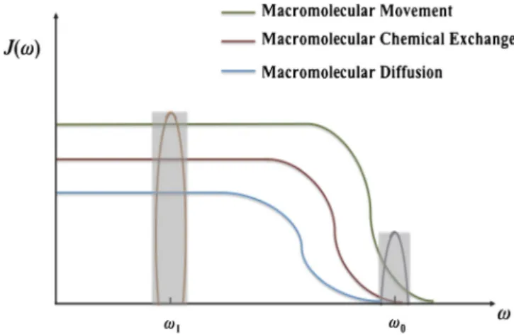 contributions to relaxation are illustrated in Fig. 4. Fig. 4 shows that, at the Larmor frequency, motion and other relaxation mechanisms of the free water compartment are dominant, because the same mechanisms of the macromolecular  compart-ment and the bo
