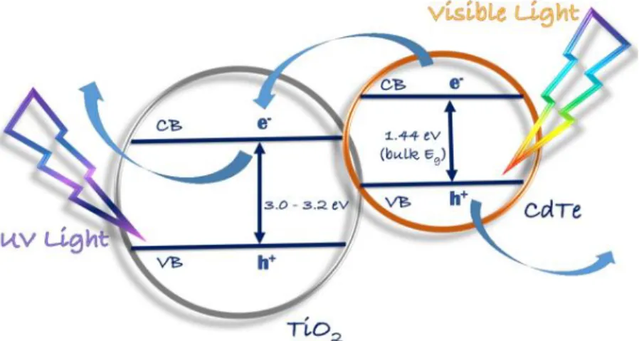 Figure 2. A possible scheme of electron and hole transport in CdTe/TiO 2  photocatalysis
