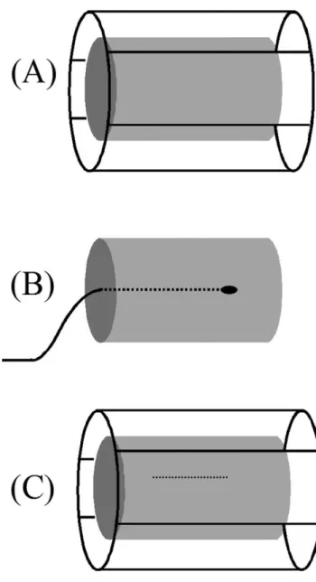 Figure 2. The three cases that are analyzed for heating the body. (A) A birdcage body coil is used for transmitting the RF power