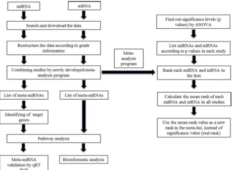 Fig 1. General study and meta-analysis scheme. The workflow is represented by boxes and arrows.