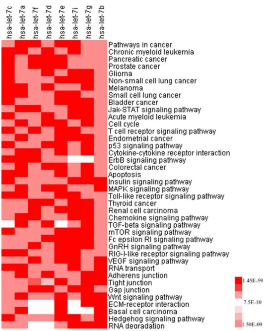 Fig 2. Pathway enrichment of the grade-specific let-7 family targets. Validated targets of the let-7 miRNAs and KEGG pathway results were used to construct the heatmap