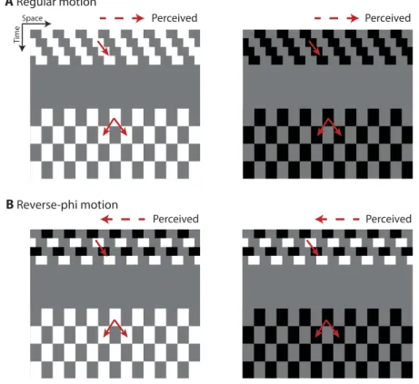 Figure 2.  Space-time representation of the stimuli used in Experiment 1. The horizontal and vertical axes  in the space-time plots correspond to the horizontal spatial axis and time, respectively