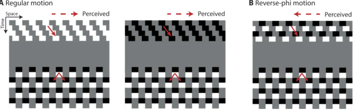 Figure 5B shows the adaptation results for both motion types. A repeated measures ANOVA including  the motion type, adaptation duration and ISI as factors, reported a significant effect of adaptation duration  (F 2,22  =  15.38,  p <  0.001,  partial-η 