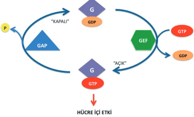 Şekil 1. Ras ailesi G-proteinlerin işlevsel döngüleri. Şemada mor renk ile işaretlenmiş G-proteinler GTP (kırmızı elips) bağlı oldukları durumda  etkindirler ve bu hallerde hücre içi etkileri ortaya çıkar
