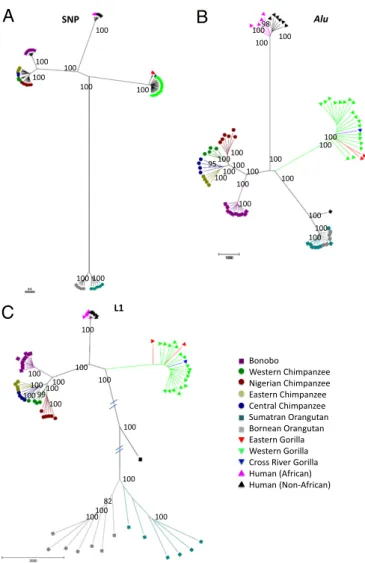 Fig. 2. Ape phylogeny. Neighbor-joining trees constructed from (A) SNP, (B) Alu, and (C) L1 insertions de ﬁne the genetic relationship among species and subspecies of great apes