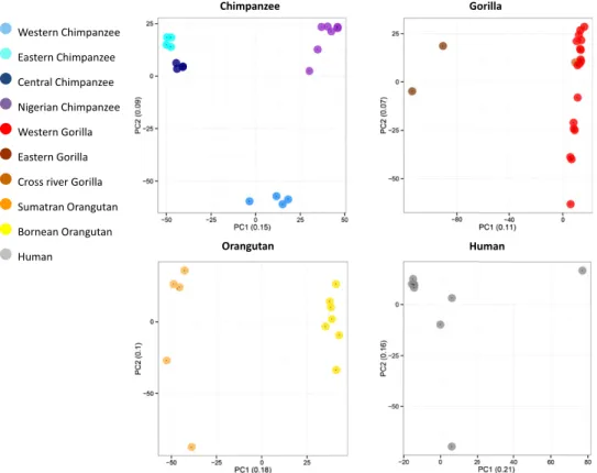 Fig. 3. PCA. Principal component analysis using merged Alu and L1 insertions events on GRCh36 is depicted for chimpanzee, gorilla, orangutan, and human