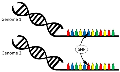 Figure 1.2: Single Nucleotide Polymorphism DNA variations that commonly oc- oc-cur within a population.