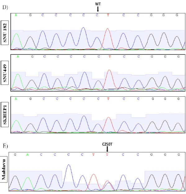 Figure  3.2  Sequence  chromatograms  of  HCC  cell  lines  comprising  TERT  promoter  mutations C228T and C250T